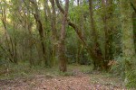 Bosque