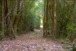 Bosque