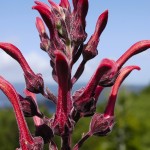 biodiversidad