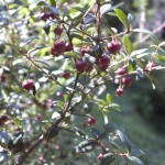 biodiversidad