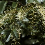 biodiversidad