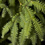 biodiversidad