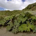 biodiversidad
