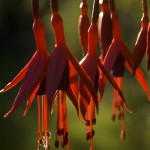 biodiversidad