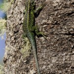 biodiversidad