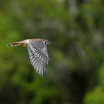 biodiversidad