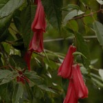 biodiversidad