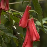 biodiversidad