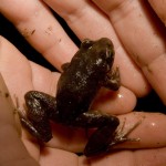 biodiversidad