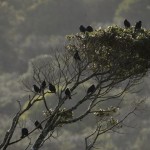 biodiversidad