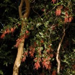 biodiversidad
