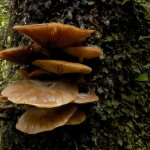 biodiversidad