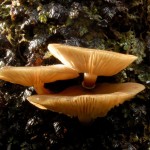 biodiversidad