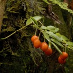 biodiversidad