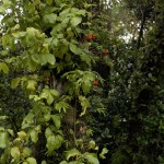 biodiversidad
