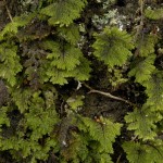 biodiversidad