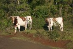 terrenos