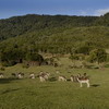 ciervos07